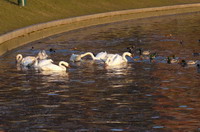 Najdusza rzeka w Polsce - Wisa - najpikniejsze miejsca, fotogaleria  ||www.blue-world.pl || kunass2 ||